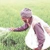 fertiliser subsidy