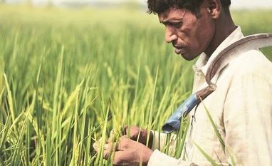 PM Kisan Yojana: A complete guide to availing 12th installment of scheme farmers, agriculture