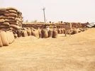 wheat wheat