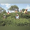Growers welcome Centre's move to include tea in weather insurance scheme