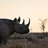 black rhino