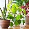 indoor plants, plants