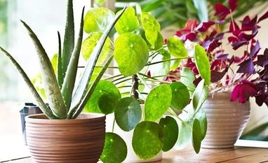 Are the plants in your house not growing? Tips to keep indoor flora alive indoor plants, plants