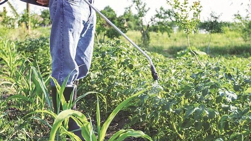 farm, crop In the domestic market, prospects are driven by a healthy rabi season and expectations of a normal monsoon