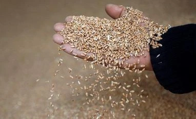 Wheat stocks to fall further by 13% but will be sufficient, says Centre wheat