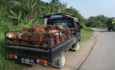 Centre examining proposal to raise tax on import of palm oil: Report Palm Oil