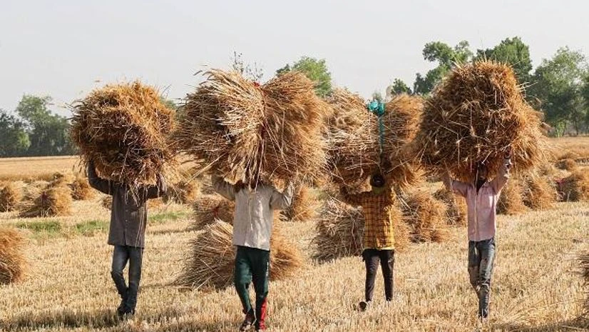 Farmers Jammu: Farmers carry wheat crop after harvesting at a field near the India-Pakistan border at Kanachak village, on the outskirts of Jammu, Wednesday, April 27, 2022. (PTI Photo)