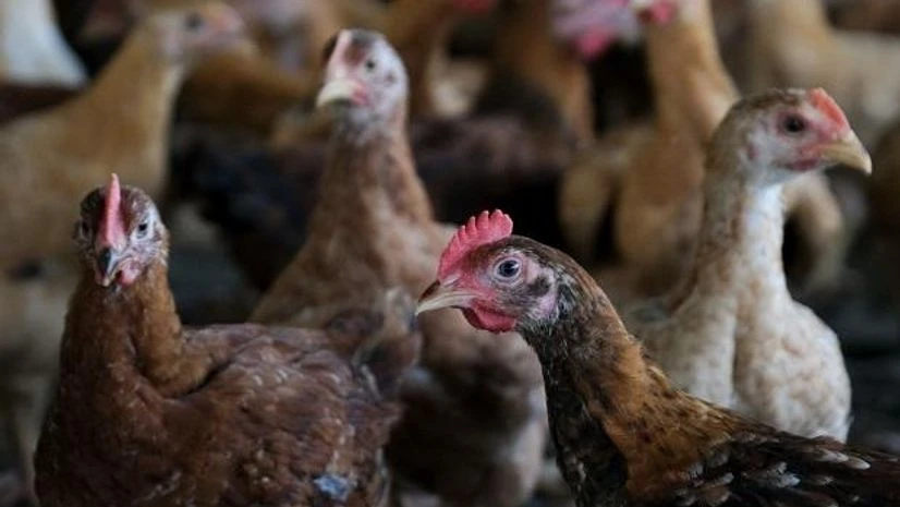 Poultry Photo: Bloomberg