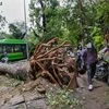 An uprooted tree after a thunderstorm accompanied by rainfall, in New Delhi (Photo: PTI)