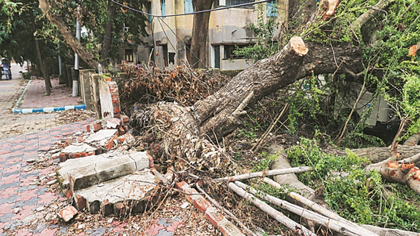 Tree felling Tree felling