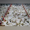 H5N1 avian influenza detected in Odisha; govt culls over 6,700 birds