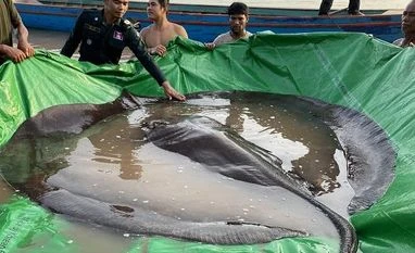 World's largest recorded freshwater fish weighing 300 kg caught in Cambodia largest fish, stingray