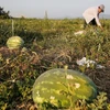 Watermelon, Chinese real estate barter