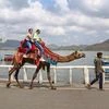 Tourists ride a camel, in Udaipur (Photo: PTI)