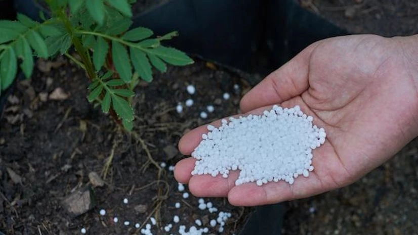 how to apply urea fertilizer