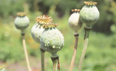 Govt announces licensing policy for opium poppy cultivation for 2023-24 Opium