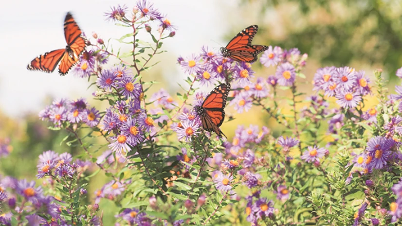 Monarch butterfly Monarch butterfly