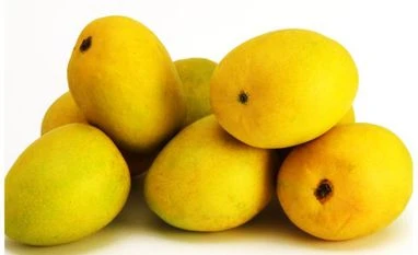 Gujarat kesar mango exports get fillip with US nod for irradiation facility Kesar mango, Mango