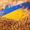 grains, wheat grains