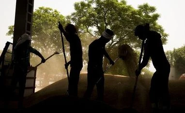 India rice production Workers clean rice paddy at a wholesale market in the outskirts in New Delhi. (Photo: Bloomberg)