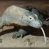 Komodo Dragon (Photo: Wikipedia)
