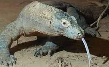 Indonesia postpones $252 Komodo Island entry fee after operators' strike Komodo Dragon (Photo: Wikipedia)