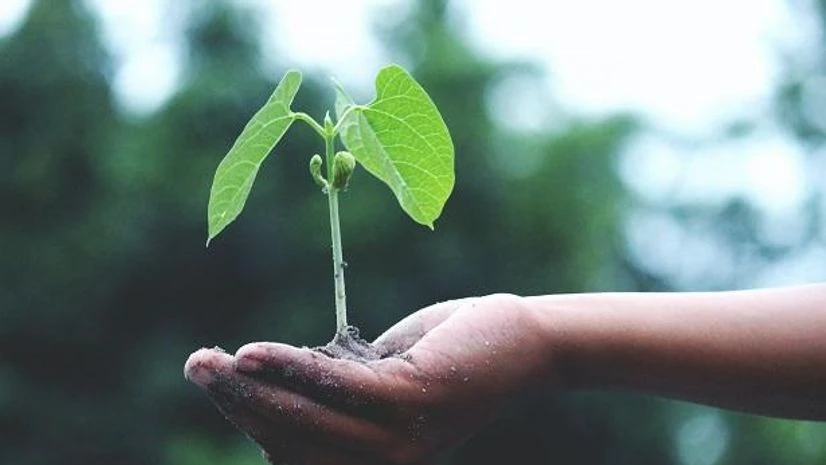 tree plantation drive tree plantation drive