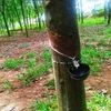 natural rubber