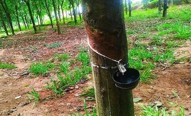 India needs 150,000 tonnes of natural rubber by 2025-26: Rubber Board chief natural rubber
