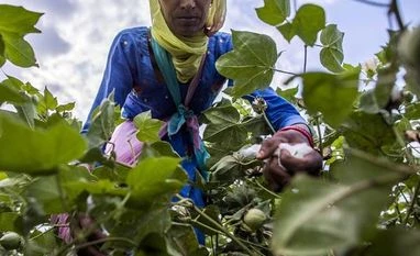 Punjab's cotton, maize yield to dip by 11-13% by 2050 due to climate change cotton yields