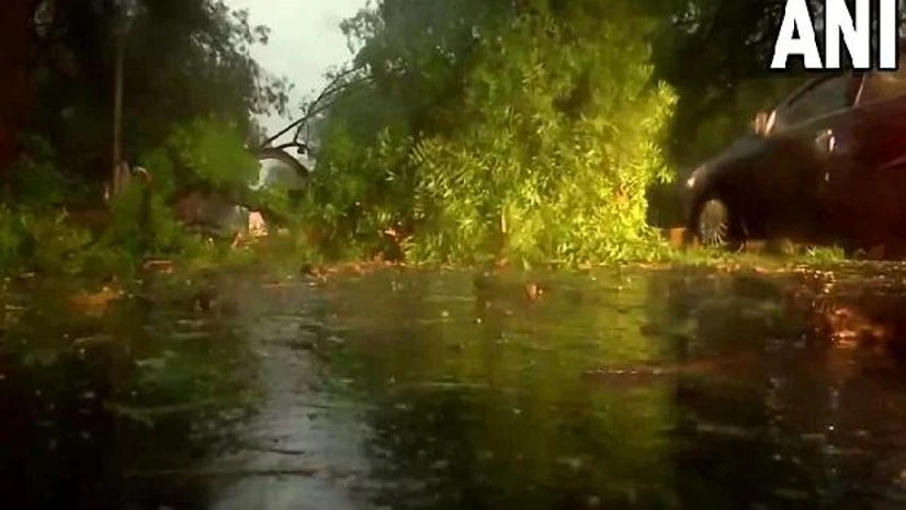 rain, fallen trees rain, fallen trees