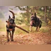 CRPF dogs CRPF dogs