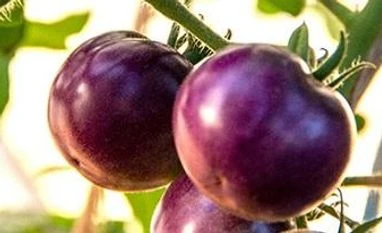 Ever had a purple tomato? USDA approves GM crop variety for cultivation Photo: USDA