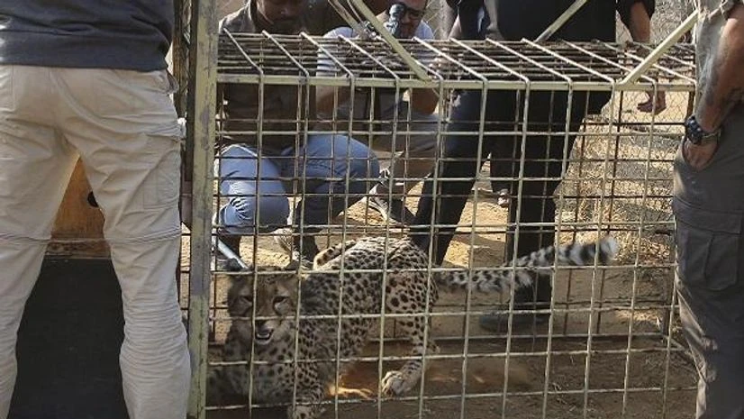 Cheetah, Project Cheetah Cheetah, Project Cheetah