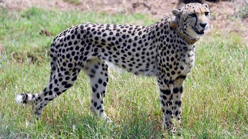 Cheetah Cheetah