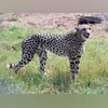 2 cubs of cheetah 'Nirva' found dead in Madhya Pradesh's Kuno National Park Cheetah