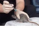 Lassa fever Lassa fever