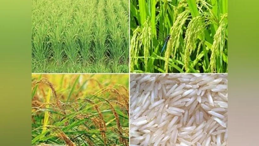 Basmati Rice Basmati Rice