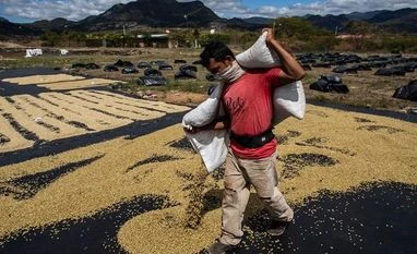 Nestle to invest $1 billion towards sustainable coffee farming plan Coffee