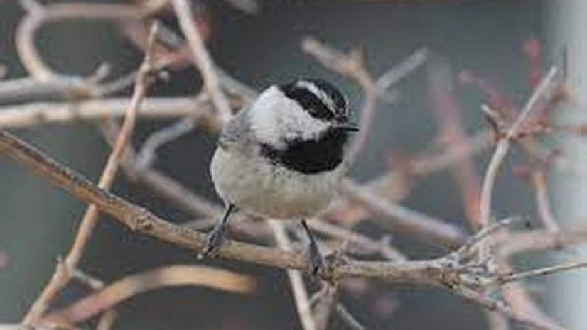 Mountain Chickadea (Photo: Wikipedia) Mountain Chickadea (Photo: Wikipedia)