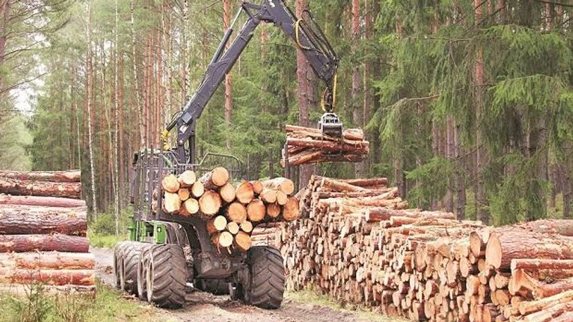 World slips on deforestation, loses cover equal to Ireland's area in 2021 | Environmental News - Business Standard