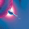 Sperm Count, Fertility