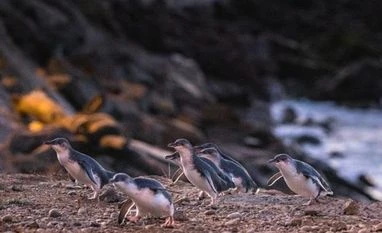 International tourists bring over $630 mn into New Zealand economy in Q3 New Zealand tourism