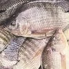 Tilapia