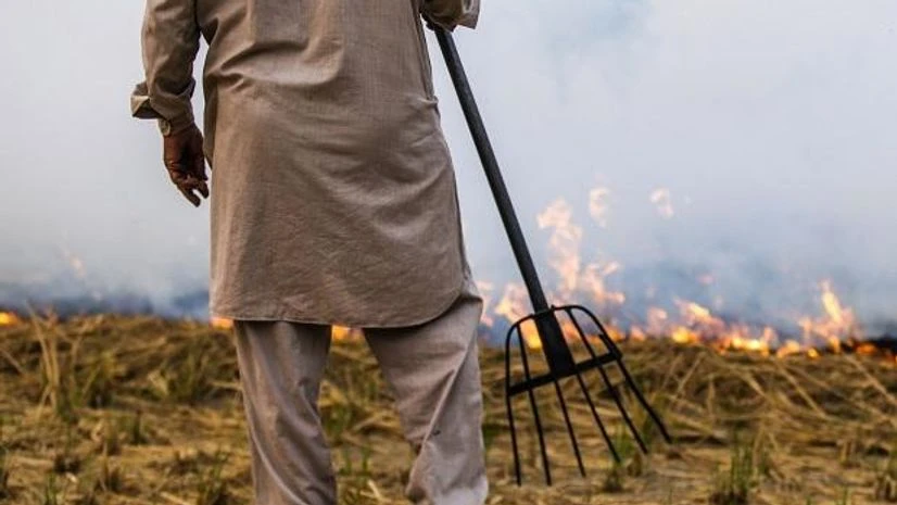 stubble burning Photo: Bloomberg