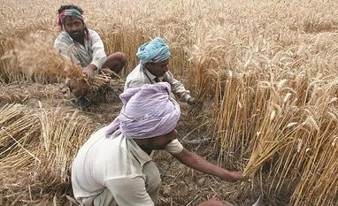 More than 12.56 mn metric tonnes wheat procured in Punjab: Report wheat, crop, commodity