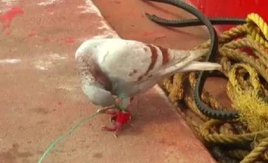 Suspected spy pigeon with devices fitted on leg caught in Odisha Spy pigeon, spying
