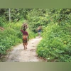 States asked to map forests, create atlas for FRA implementation: Centre