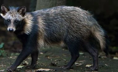 China should share raccoon dog's genetic data in Covid Probe, says WHO Raccoon Dog