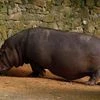 'Cocaine hippos' in India? Experts flag their high maintenance cost